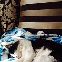  Firdavs, , 39  -  3  2014    