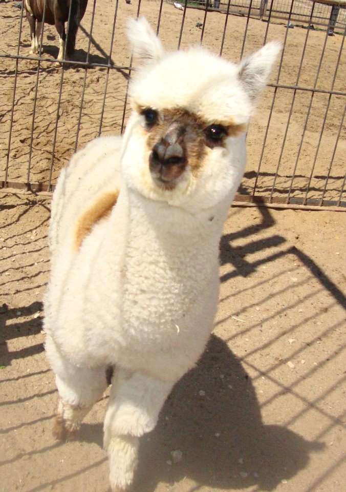  .#animal@travel.blog - 6
