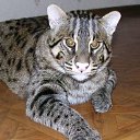 ���� ������ �������, ��������, 47 ��� - ��������� 25 ������� 2014 � ������ ���� ����������