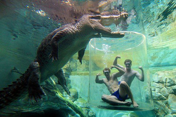    -     Crocosaurus Cove,   ...