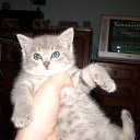  A, , 44  -  11  2014    