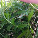 ���� �������, ������������ - ��������� 29 ������� 2014 � ������ �������