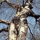 ���� ��������, ������� - ��������� 12 �������� 2014 � ������ ���� ����������