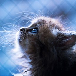 ��������, ������������, 53 ����