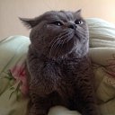 ���� �����, ���������, 62 ���� - ��������� 14 ������ 2014 � ������ ���������