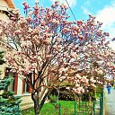 Magnoliia �� ������� ���� ����������