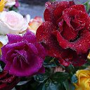 ���� ����, ������ - ��������� 7 ������ 2014 � ������ ���� ����������