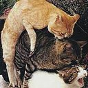 ���� ���������, ������, 37 ��� - ��������� 5 ������� 2014 � ������ ������ ��������