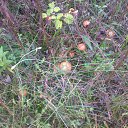 ���� Andrei, ����, 46 ��� - ��������� 30 �������� 2014 � ������ ������ ��������