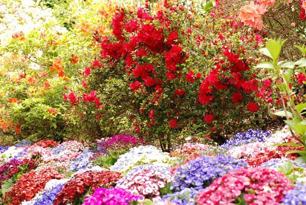   (Butchart Gardens, , ).  (Butchart Gardens)   ... - 3