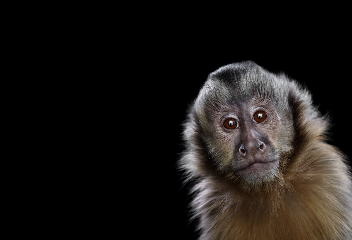    ,    -   (Brad ... - 8