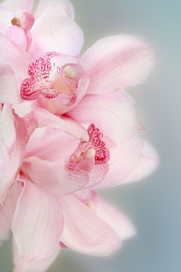   ,   - ;   ,    ... - 2