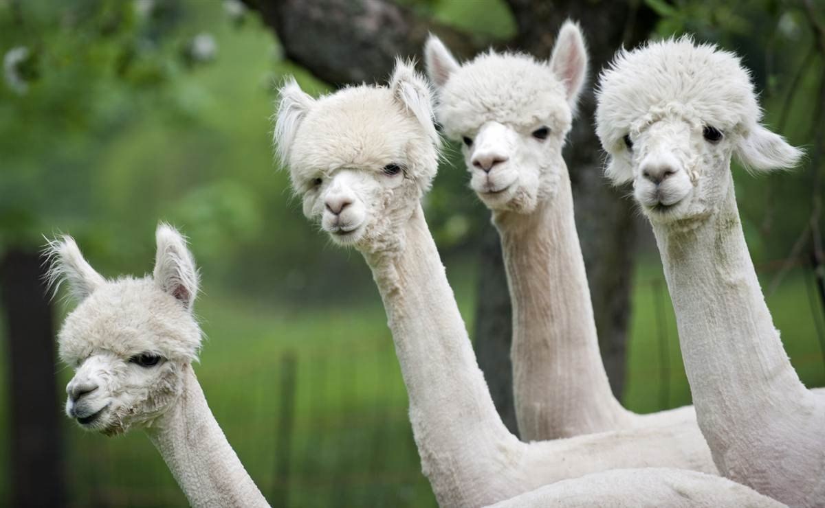  .#animal@travel.blog