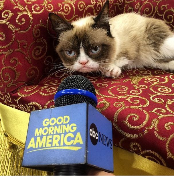 Grumpy Cat  100   2 .     ,     ... - 5