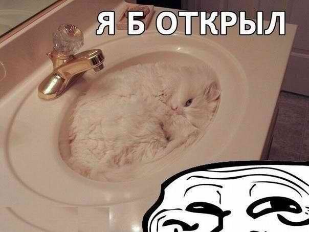 Мемы про котов смешные до слез