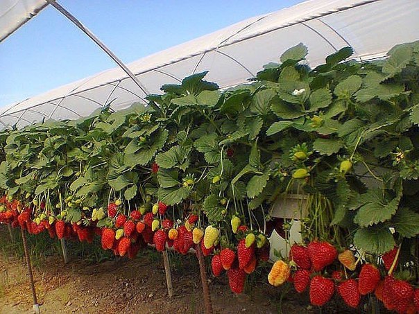 ��� ��� � �������!