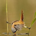  Vlad, -, 62  -  14  2014    