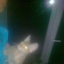 ���� �����, ������, 40 ��� - ��������� 17 ������� 2014 � ������ ���� ����������