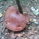 ���� �������, ��������, 52 ���� - ��������� 19 �������� 2014 � ������ �������