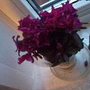 ���� ���� �������, �������, 83 ���� - ��������� 17 �������� 2014