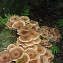  Skoj,  -  11  2014   - 