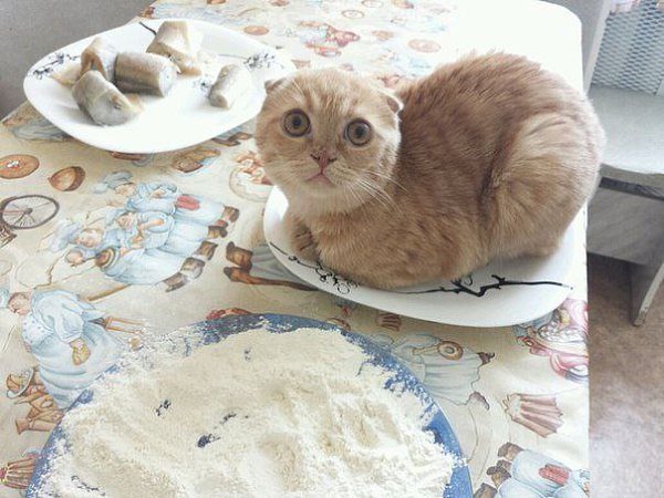 Пока жарила рыбу....повернулась увидела это...))).Подписывайся на нас ...