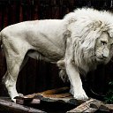 ���� ����, ������, 38 ��� - ��������� 25 ������ 2014