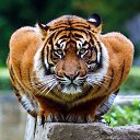 � ��� ��� ��� �����