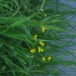 ������, ��������