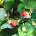 ���� �������, ����� - ��������� 5 �������� 2014 � ������ ���� ���