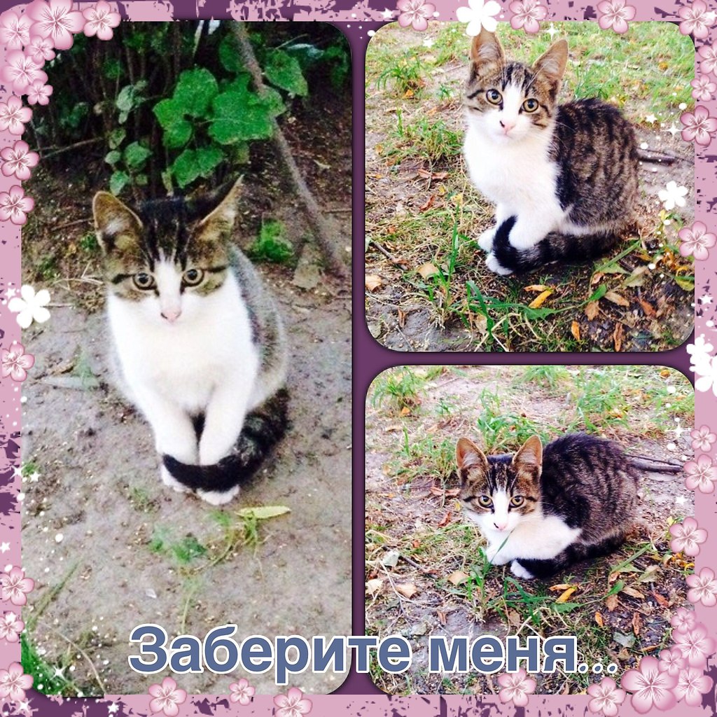 Рубрика #котизм_доброта.Санкт-ПетербургСрочно нужна передержка, а лучше сразу дом пока еще здоровому ...
