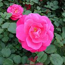 ���� Serg, ������, 66 ��� - ��������� 29 ������ 2014 � ������ ���� ����!!!�