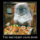 ���� ���������, ���, 43 ���� - ��������� 23 �������� 2014 � ������ ������ ��������