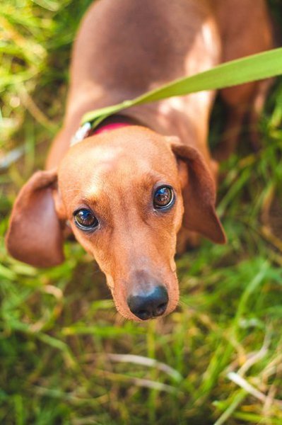 После того, как хоть раз в жизни пообщаешься с собаками, тебе больше никогда не захочется покидать ...
