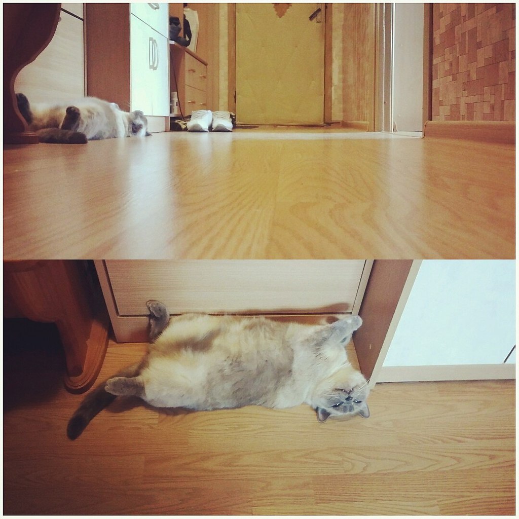  #_@catism.   ?   ...