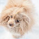 ���� Pavel, ������, 52 ���� - ��������� 1 �������� 2014 � ������ ���� ����������