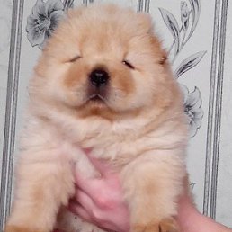 ���� ����, ���������� �����, 53 ���� - ��������� 12 ������� 2014