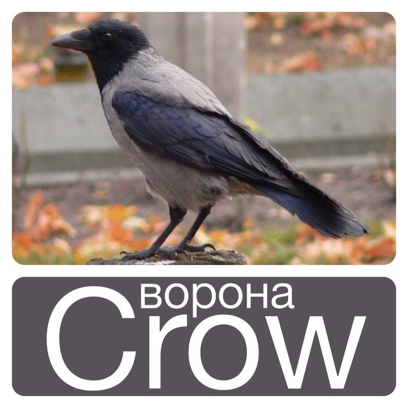 Как переводится crow. Ворона карточка для детей. Ворона на английском языке. Ворона с надписью.