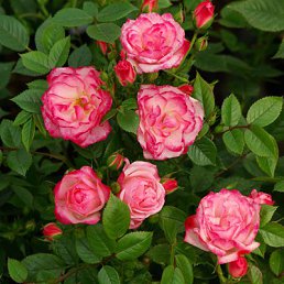 ���� ������, �������� ���, 40 ��� - ��������� 15 ������� 2014