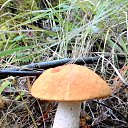  Skoj,  -  9  2014   - 