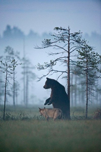  .#animal@travel.blog