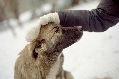 Так было…Не пустила в дом собаку, Что шла со мною рядом всю дорогу. И хоть мне было жаль её, однако, ...