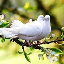 ���� �����, ���������, 62 ���� - ��������� 11 �������� 2014 � ������ ������ ��������