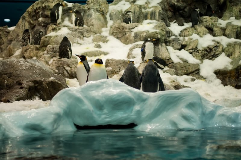 Антарктическая пустыня с пингвинами. Пингвин рядом с человеком. Большое путешествие пингвина. Пингвины два 1753 x 1753. Камера пингвин путешествие.