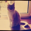 ���� ����, ����-�����������, 26 ��� - ��������� 28 ������� 2014 � ������ ���� ����������