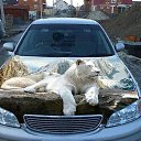 ���� Sergey, ���������, 52 ���� - ��������� 8 ������ 2014 � ������ ������ ��������
