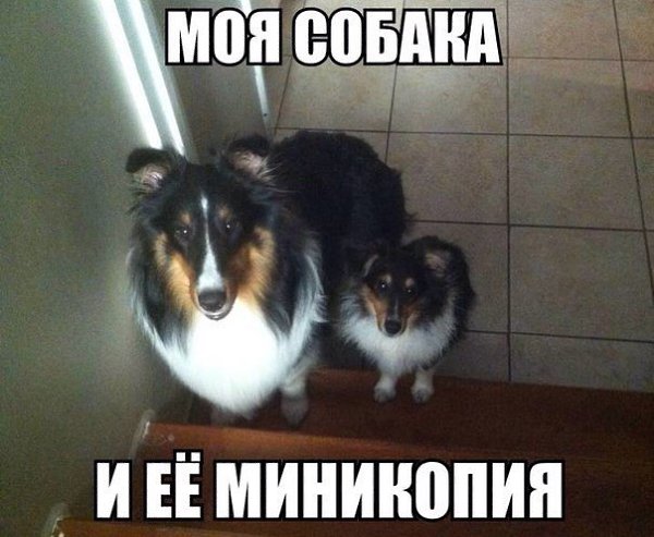 .•°Dogs Forever°•. - 22  2014  23:41