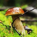 ���� �����, �����-��������� - ��������� 28 ������� 2014 � ������ �������� ����� 2014�