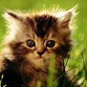 ���� �����, ������ - ��������� 26 �������� 2014 � ������ ���� ����������