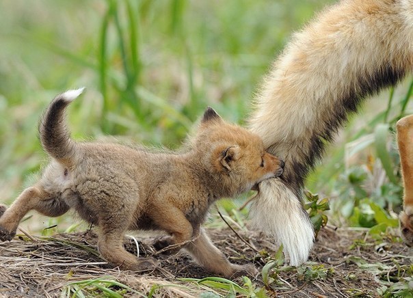   , , . Fox with her mother, Kamchatka, Russia.